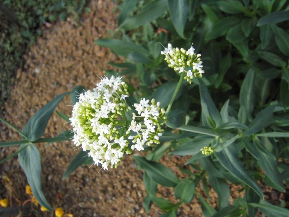 Centranthus ruber 'Albus' (Weißblühende Spornblume)
